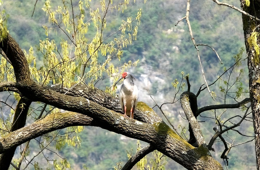 鎮(zhèn)巴縣境內(nèi)發(fā)現(xiàn)國家一級(jí)保護(hù)動(dòng)物—朱鹮插圖