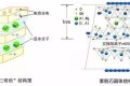 應對新冠要囤蒙脫石散？專家：備一兩盒正常，但未必是止瀉首選縮略圖