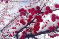 宛若仙境！漢臺景區(qū)絕美雪景上線縮略圖