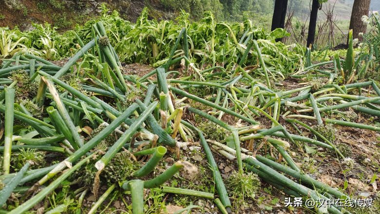 5月7日，漢中市寧強(qiáng)縣突降暴雨及冰雹部分區(qū)域莊稼受損嚴(yán)重插圖