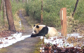 非常罕見(jiàn)！在佛坪一天兩次偶遇了！縮略圖